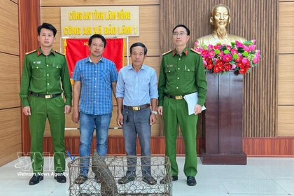 El animal, un ejemplar adulto de 52 cm de largo y más de 5 kg de peso, fue entregado por Doan Hong Hai, residente en la aldea Loc Quang (Fuente: VNA)