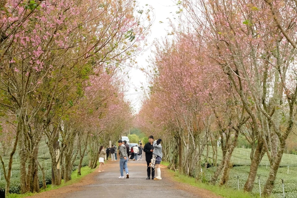 Flores de mai anh dao (Prunus cerasoides) están floreciendo brillantemente en calles de la aldea de Cau Dat, comuna de Xuan Truong, ciudad de Da Lat, captando la atención especial de muchos visitantes. (Fuente: VNA)