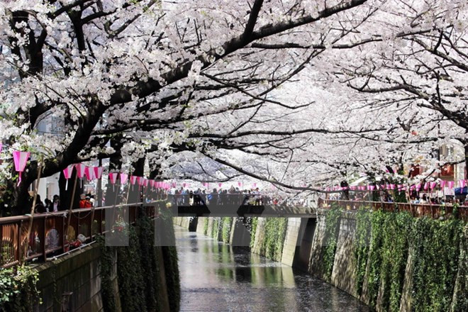 Cerezos japoneses florecen en Hanoi ảnh 1