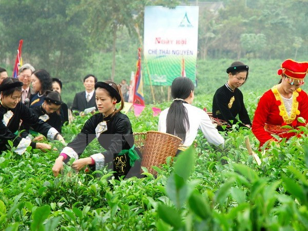 Arte del té de Vietnam armoniza con culturas de ASEAN ảnh 2 Arte del té de Vietnam armoniza con culturas de ASEAN ảnh 2