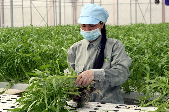 Desarrollan proyecto de agricultura de alta tecnología en Thua Thien-Hue ảnh 1 Desarrollan proyecto de agricultura de alta tecnología en Thua Thien-Hue ảnh 1