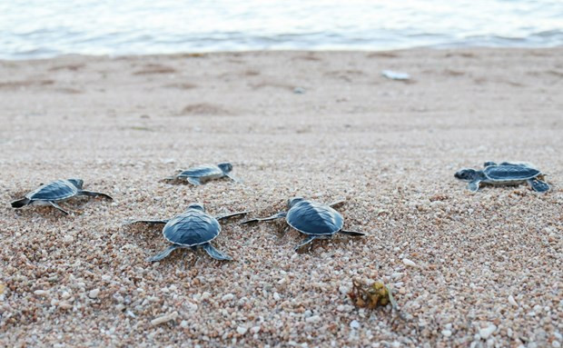 Parque Nacional vietnamita de Con Dao libera miles de tortugas bebés al mar ảnh 1 Parque Nacional vietnamita de Con Dao libera miles de tortugas bebés al mar ảnh 1