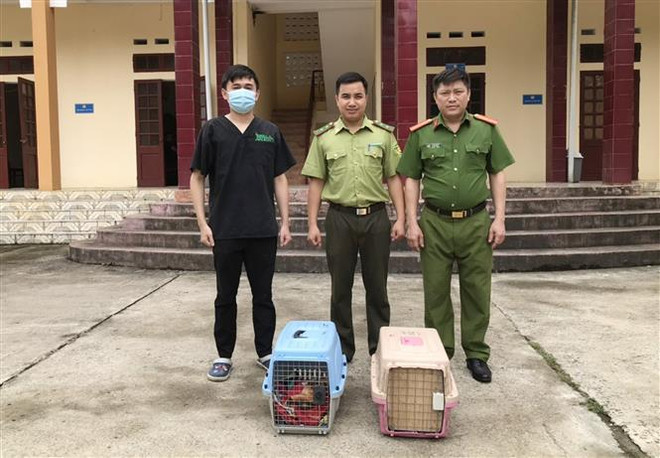 Rescatan en provincia vietnamita animales en peligro de extinción ảnh 2 Rescatan en provincia vietnamita animales en peligro de extinción ảnh 2