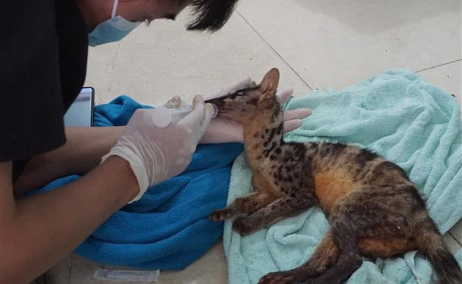 Rescatan en provincia vietnamita animales en peligro de extinción ảnh 1 Rescatan en provincia vietnamita animales en peligro de extinción ảnh 1