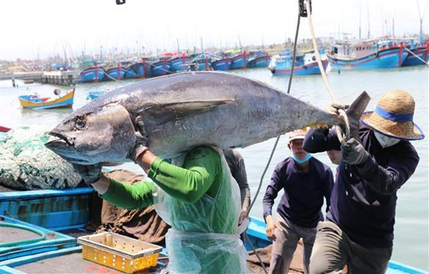 Vietnam refuerza lucha contra pesca ilegal, no declarada y no reglamentada ảnh 2