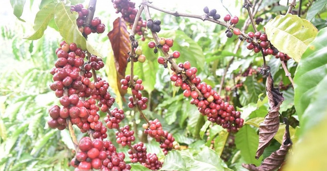UKVFTA apoya expansión de sector cafetero vietnamita en mercado de Reino Unido ảnh 1 UKVFTA apoya expansión de sector cafetero vietnamita en mercado de Reino Unido ảnh 1