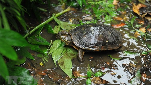 Lanzan una guía para identificar tortugas terrestres y de agua dulce en Vietnam ảnh 1
