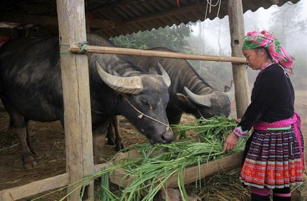 Promueven empoderamiento económico de mujeres de minorías étnicas en Vietnam ảnh 2 Promueven empoderamiento económico de mujeres de minorías étnicas en Vietnam ảnh 2