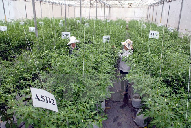 Busca Vietnam estimular inversión en agricultura ảnh 1 Busca Vietnam estimular inversión en agricultura ảnh 1