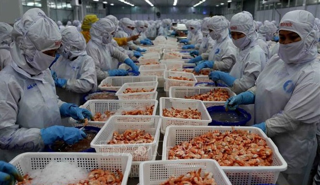 Exportaciones de camarones podrían totalizar 3,4 mil millones de dólares ảnh 1
