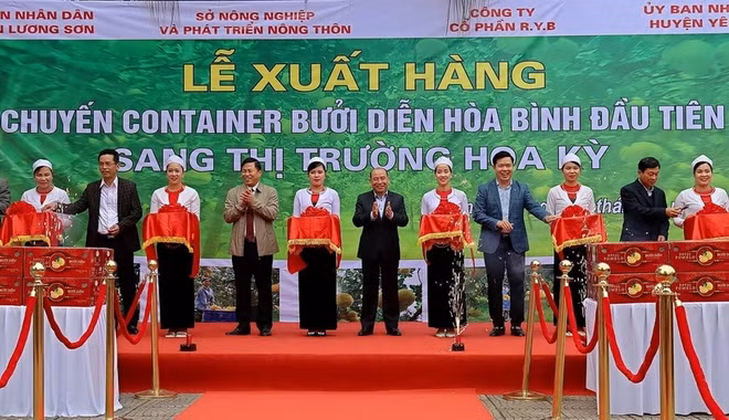 Hoa Binh exporta el primer lote de pomelos a Estados Unidos ảnh 1 Hoa Binh exporta el primer lote de pomelos a Estados Unidos ảnh 1