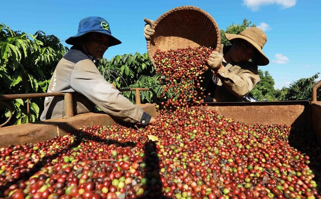 Exportaciones de café vietnamita se esperan aumentar en cosecha 2023-2024 ảnh 2 Exportaciones de café vietnamita se esperan aumentar en cosecha 2023-2024 ảnh 2