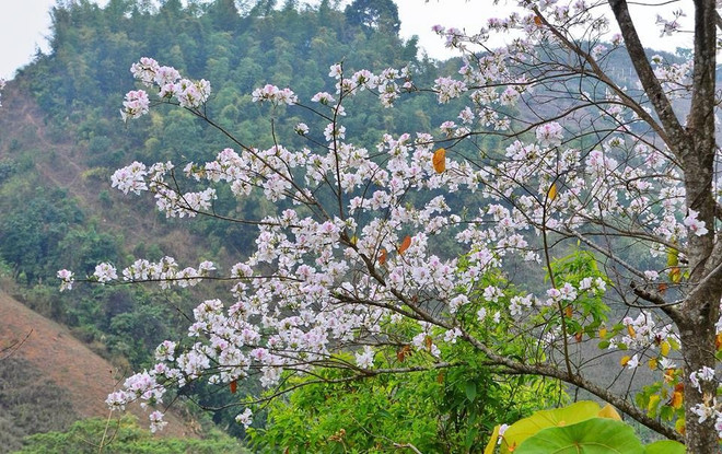 Embellecen flores de bauhinia montañas del noroeste de Vietnam ảnh 1