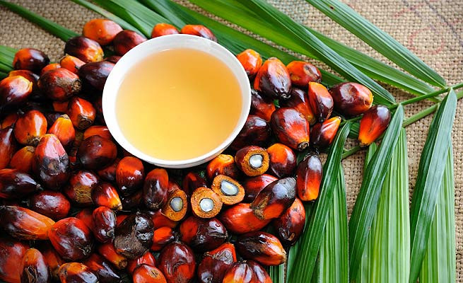 Recomiendan a productores malasios de aceite de palma aplicar tecnologías para mejorar productividad ảnh 1 Recomiendan a productores malasios de aceite de palma aplicar tecnologías para mejorar productividad ảnh 1