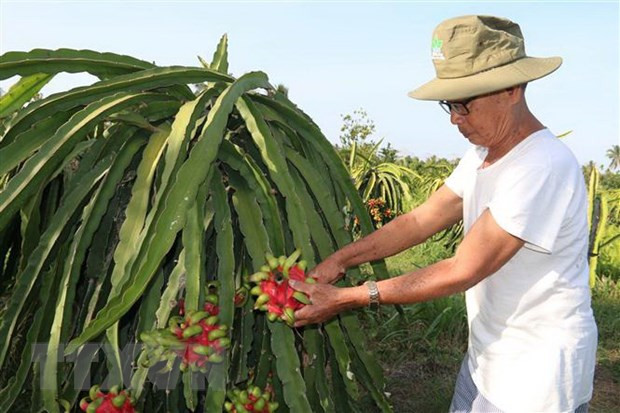 EVFTA trae oportunidades y desafíos a producción agrícola vietnamita ảnh 1 EVFTA trae oportunidades y desafíos a producción agrícola vietnamita ảnh 1