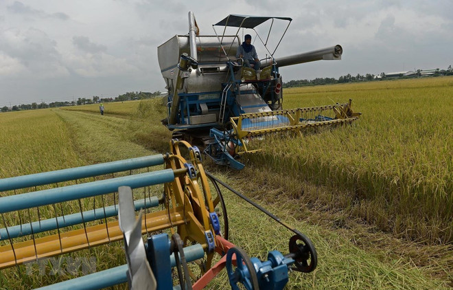 Aspira Tailandia a recuperar el trono mundial de arroz ảnh 1 Aspira Tailandia a recuperar el trono mundial de arroz ảnh 1
