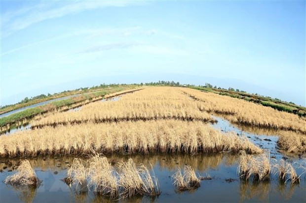 Delta del Mekong hace frente a salinización ảnh 1 Delta del Mekong hace frente a salinización ảnh 1