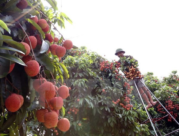 Plan para promover lichi vietnamita en mercados potenciales ảnh 1