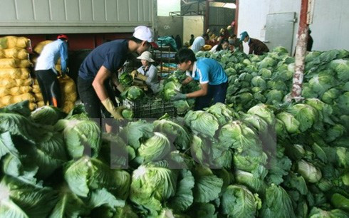 Can Tho busca cooperación en agricultura limpia con Nueva Zelanda ảnh 1 Can Tho busca cooperación en agricultura limpia con Nueva Zelanda ảnh 1