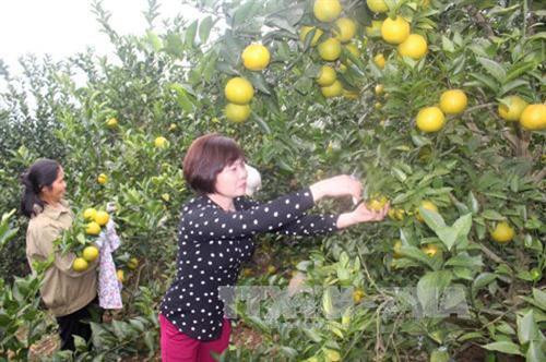 Apunta distrito vietnamita de Luc Ngan a aumentar las exportaciones de cítricos ảnh 1