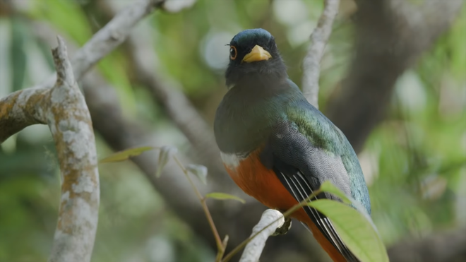 Colombia, paraíso de aves, en espera de turistas vietnamitas ảnh 1 Colombia, paraíso de aves, en espera de turistas vietnamitas ảnh 1