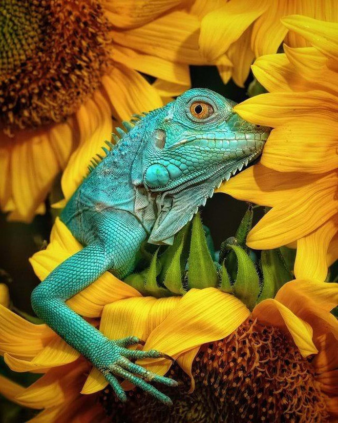 Fotografías de Vietnam figuran entre las mejores de animales en el mundo ảnh 1 Fotografías de Vietnam figuran entre las mejores de animales en el mundo ảnh 1