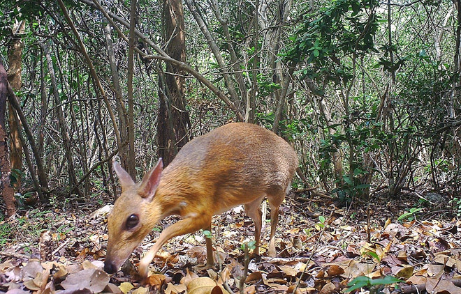 Vietnam intensifica cooperación en preservación de la biodiversidad ảnh 1 Vietnam intensifica cooperación en preservación de la biodiversidad ảnh 1