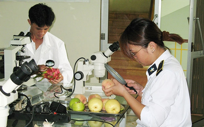 Amplía Vietnam la exportación de frutas al mercado estadounidense ảnh 1 Amplía Vietnam la exportación de frutas al mercado estadounidense ảnh 1