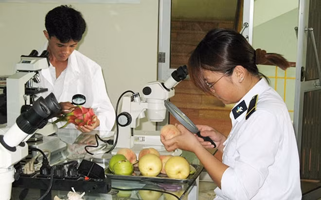 Amplía Vietnam la exportación de frutas al mercado estadounidense ảnh 1