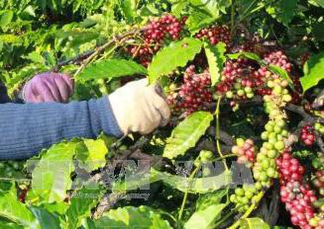 Experimentan en Vietnam sistema de datos codificados de plantación cafetera ảnh 1 Experimentan en Vietnam sistema de datos codificados de plantación cafetera ảnh 1