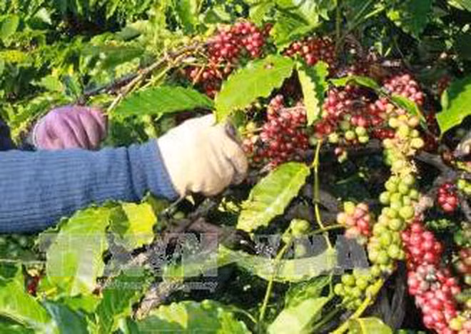 Experimentan en Vietnam sistema de datos codificados de plantación cafetera ảnh 1