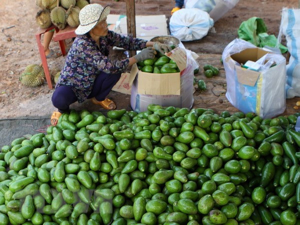Promueve Vietnam exportación de sus aguacates a Estados Unidos ảnh 1 Promueve Vietnam exportación de sus aguacates a Estados Unidos ảnh 1