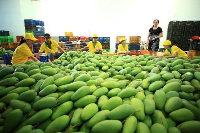 Exportó empresa vietnamita 71 toneladas de mango a Estados Unidos ảnh 1  Exportó empresa vietnamita 71 toneladas de mango a Estados Unidos ảnh 1