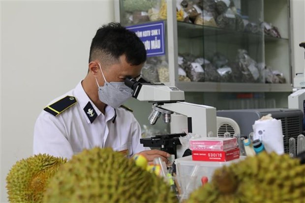 Aumentan exportaciones de productos agrícolas mediante puertas fronterizas de Lang Son ảnh 2 Aumentan exportaciones de productos agrícolas mediante puertas fronterizas de Lang Son ảnh 2