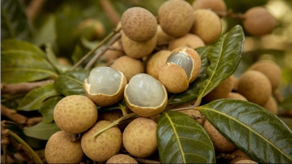 Mercado japonés registra alto consumo de longan vietnamita ảnh 1 Mercado japonés registra alto consumo de longan vietnamita ảnh 1