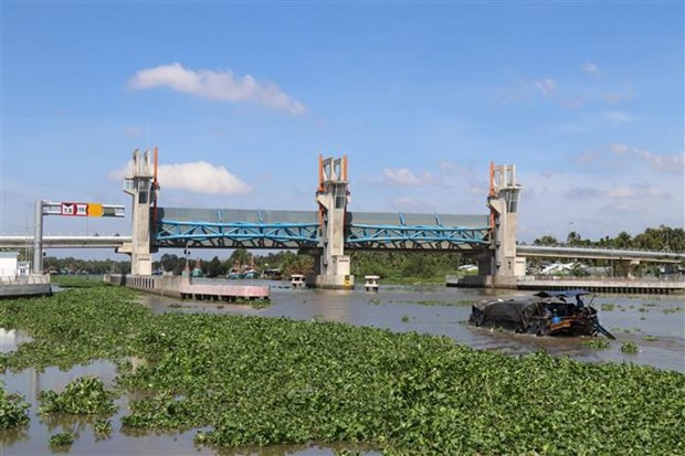 Prevén aumento de intrusión de agua salada en estuarios del Mekong en marzo ảnh 2 Prevén aumento de intrusión de agua salada en estuarios del Mekong en marzo ảnh 2