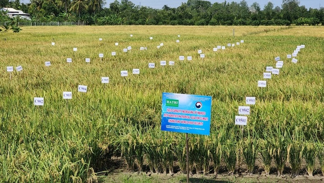 Vietnam desarrolla nueva variedad de arroz resistente a la sequía y salinidad ảnh 1 Vietnam desarrolla nueva variedad de arroz resistente a la sequía y salinidad ảnh 1