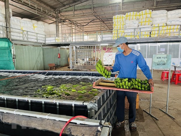 Provincia de Dong Nai exportará unas 500 mil toneladas de bananas frescas en 2023 ảnh 1 Provincia de Dong Nai exportará unas 500 mil toneladas de bananas frescas en 2023 ảnh 1