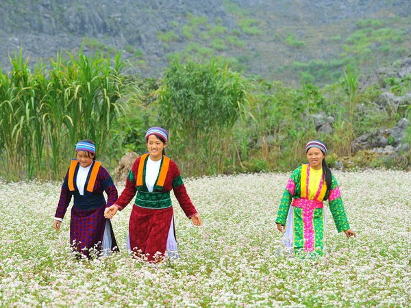 Interesados visitantes en festival de flores de alforfón en provincia de Vietnam ảnh 1