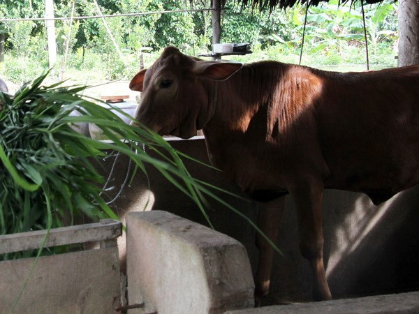 CPTPP: oportunidades y desafíos para sector ganadero vietnamita ảnh 1 CPTPP: oportunidades y desafíos para sector ganadero vietnamita ảnh 1