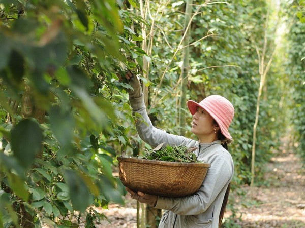 Distrito isleño de Phu Quoc apunta a mil 200 toneladas de pimienta en 2018 ảnh 1 Distrito isleño de Phu Quoc apunta a mil 200 toneladas de pimienta en 2018 ảnh 1