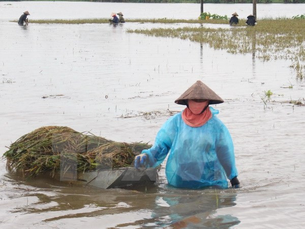 Vietnam se esfuerza en labores de prevención y mitigación de afectaciones de desastres naturales ảnh 1 Vietnam se esfuerza en labores de prevención y mitigación de afectaciones de desastres naturales ảnh 1
