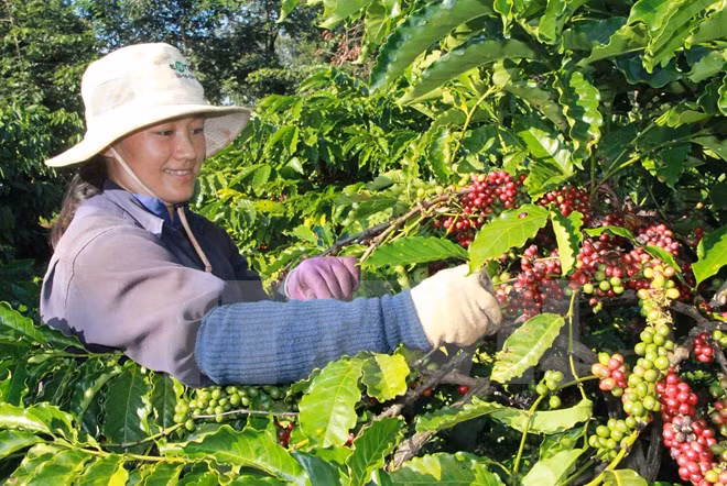 Lam Dong acogerá primer Día del Café de Vietnam ảnh 1