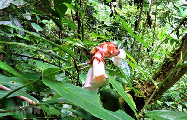 Vietnam aprueba plan de conservación de la biodiversidad ảnh 1 Vietnam aprueba plan de conservación de la biodiversidad ảnh 1