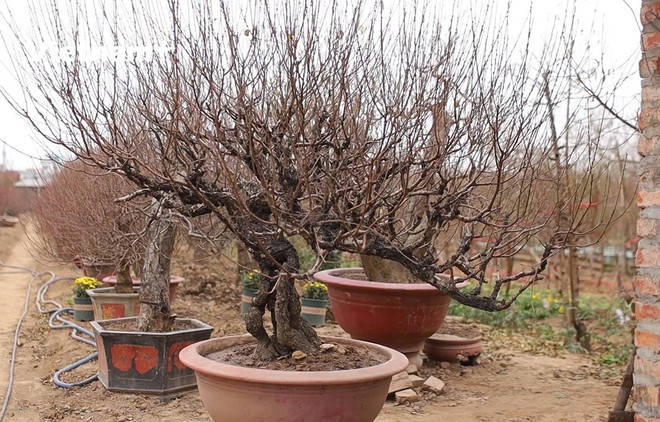 Hanoi espera buen florecimiento de plantas ornamentales del Año Nuevo Lunar ảnh 1 Hanoi espera buen florecimiento de plantas ornamentales del Año Nuevo Lunar ảnh 1
