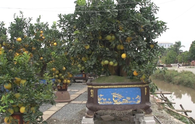 Cultivo de plantas ornamentales para Año Nuevo Lunar, un negocio rentable ảnh 1