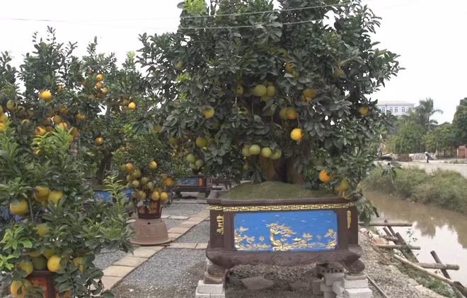 Cultivo de plantas ornamentales para Año Nuevo Lunar, un negocio rentable ảnh 1
