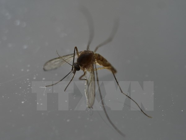 Tailandia, Singapur y Filipinas confirman nuevos casos de Zika ảnh 1 Tailandia, Singapur y Filipinas confirman nuevos casos de Zika ảnh 1
