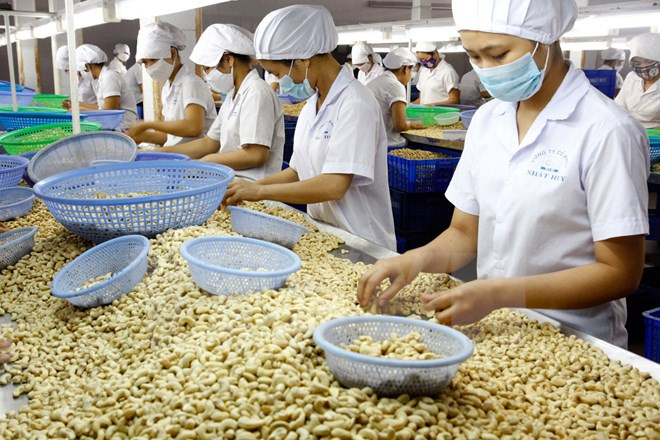 Sector de anacardo de Vietnam prevé crecimiento en 2017 ảnh 1 Sector de anacardo de Vietnam prevé crecimiento en 2017 ảnh 1