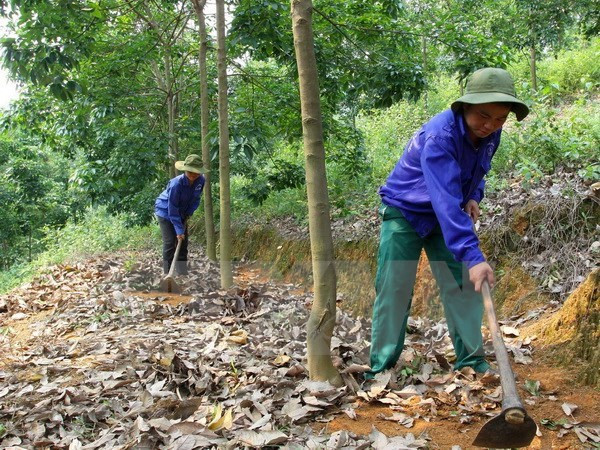 Vietnam ingresa 1,67 millones de dólares por exportaciones caucheras ảnh 1 Vietnam ingresa 1,67 millones de dólares por exportaciones caucheras ảnh 1